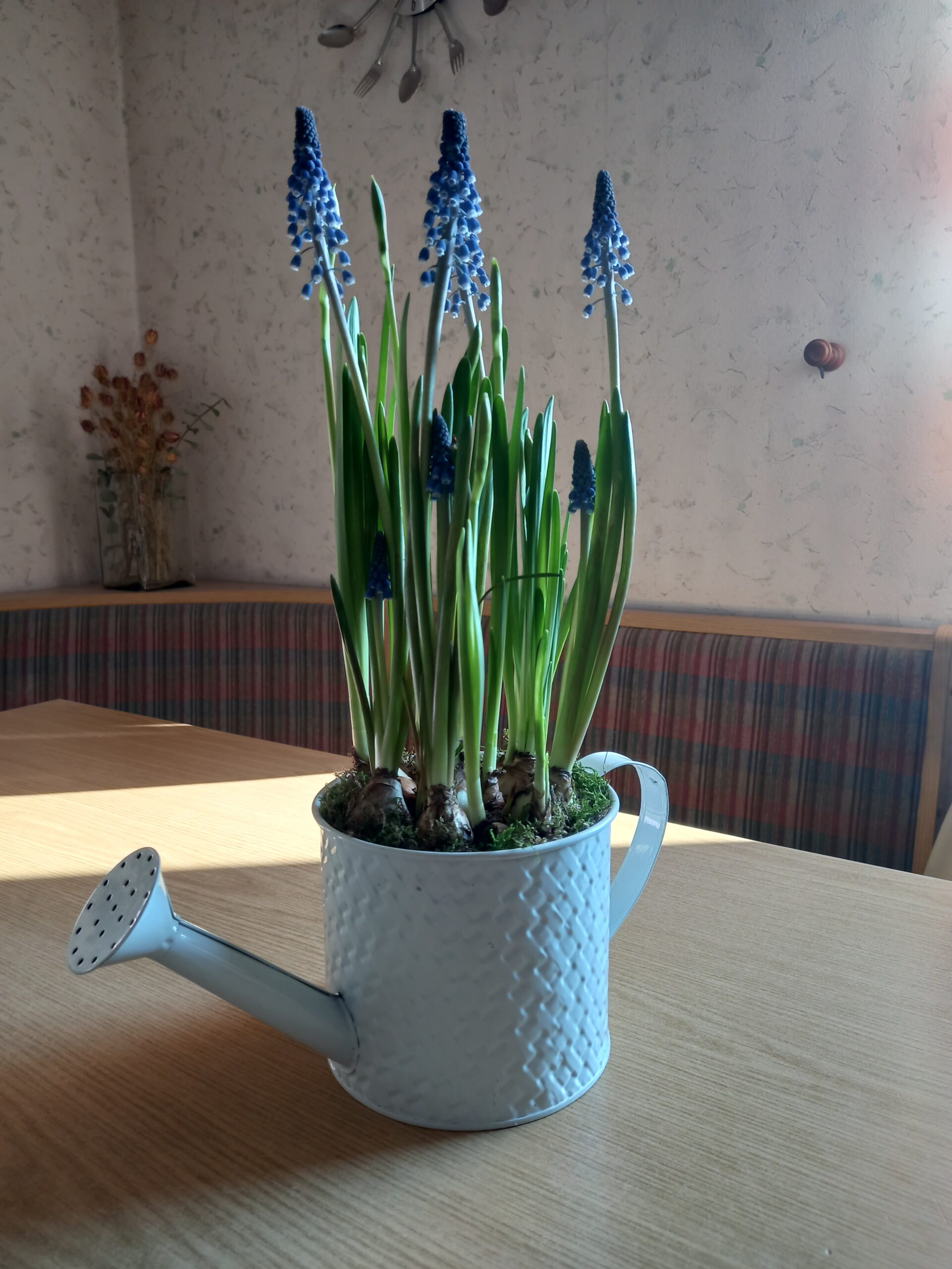 Blaue Muscari in eine Deko-Gießkanne gepflanzt