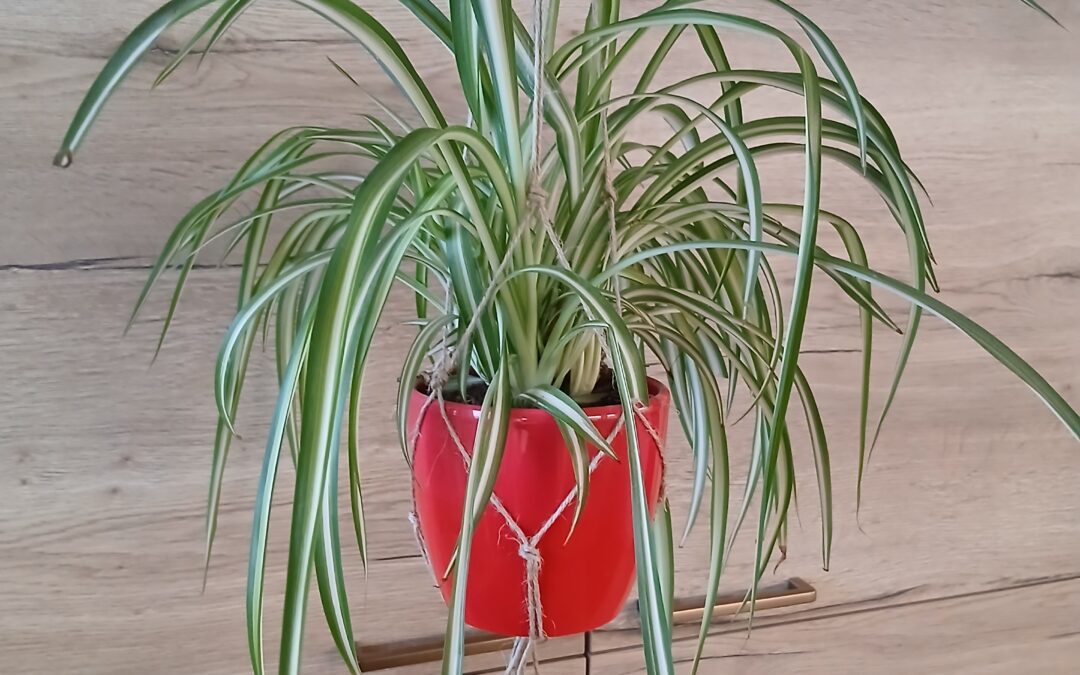 Makramee-Blumenampel super einfach