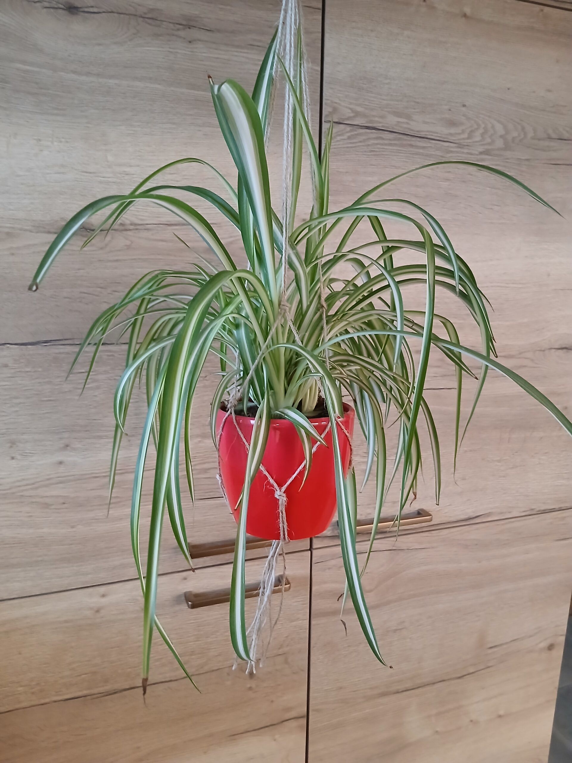 Eine Grünlilie im roten Blumentopf in einer Makramee-Blumenampel