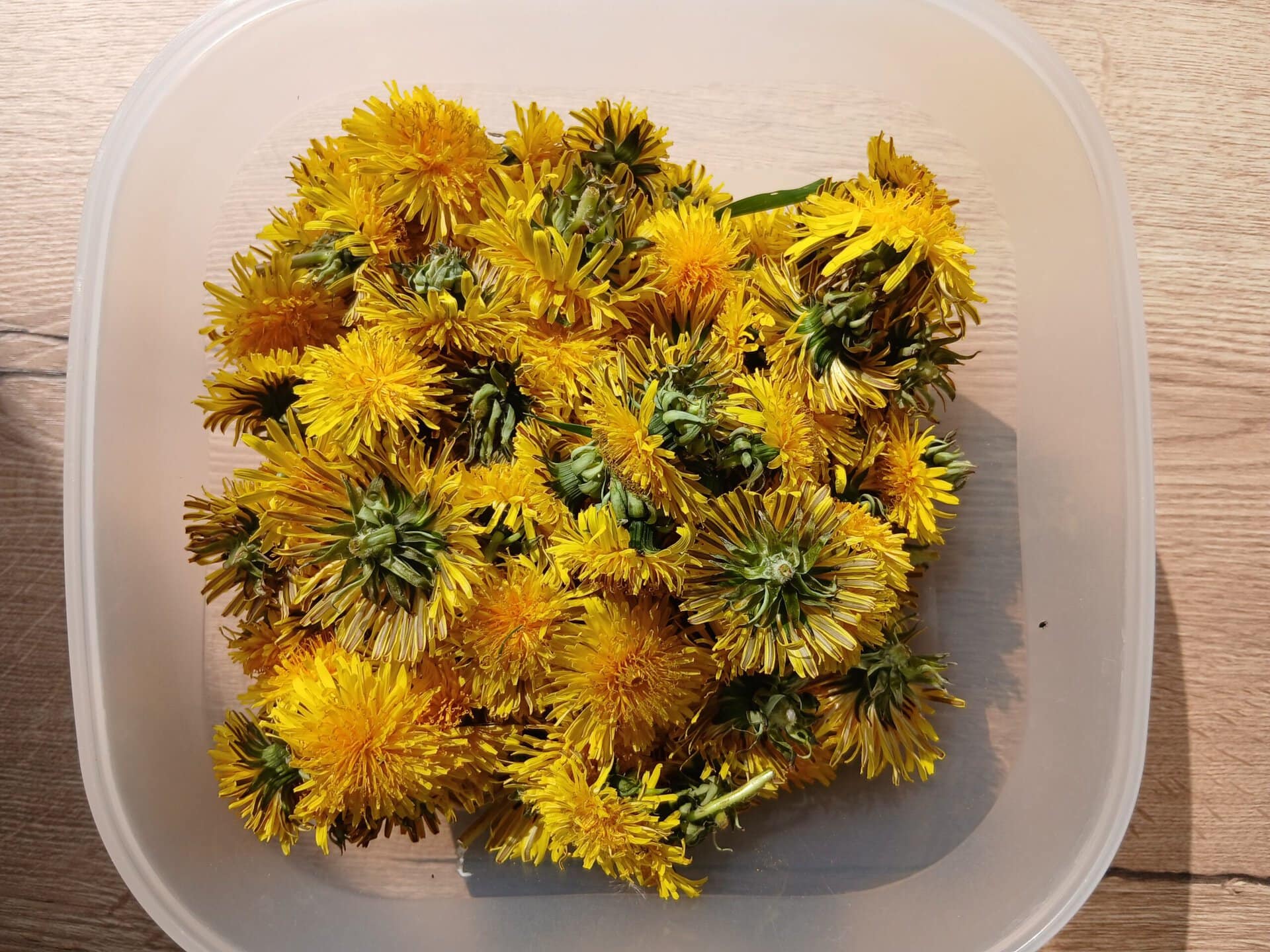 Löwenzahnblüten in einer Schüssel