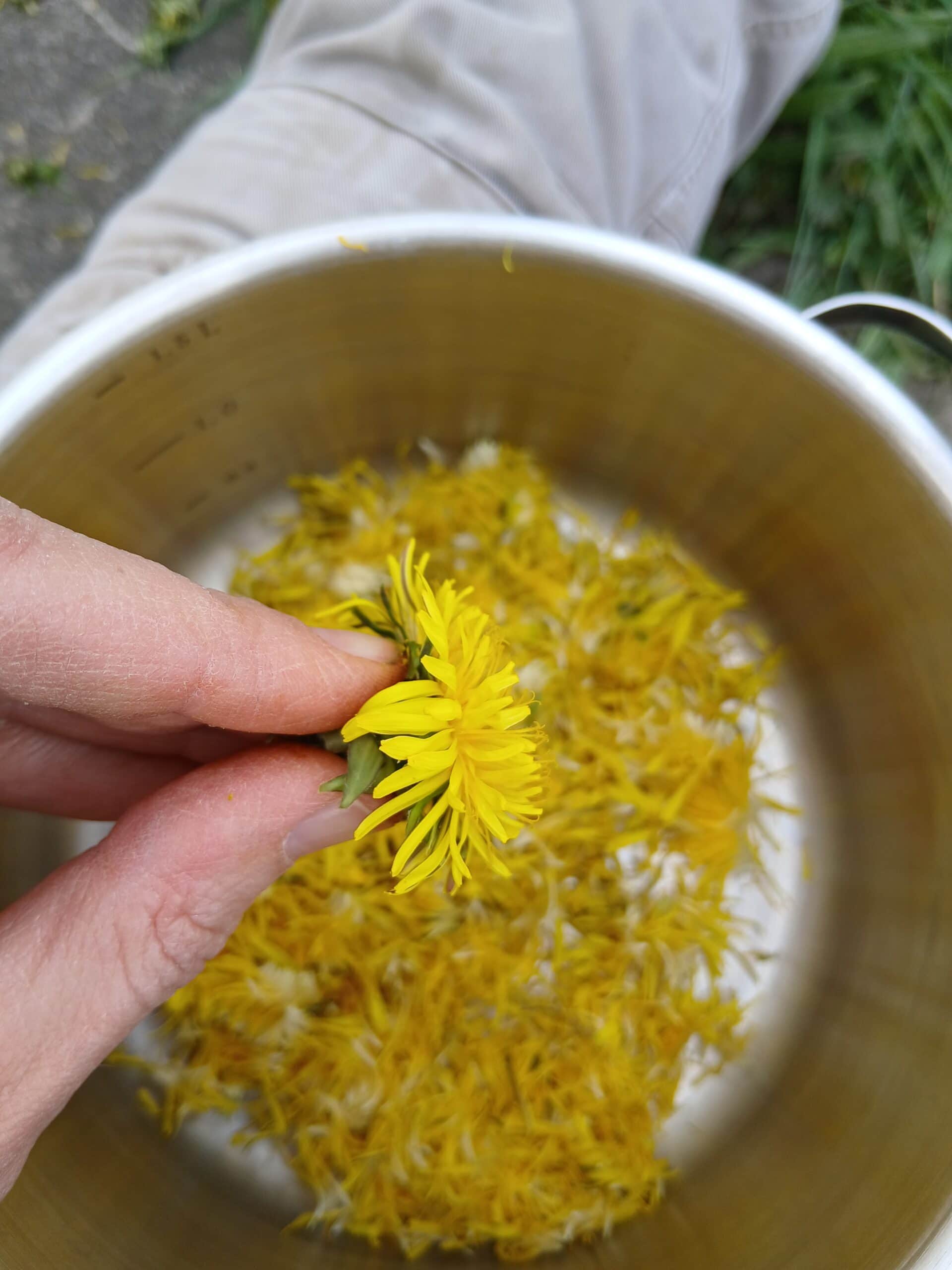Eine einzelne Löwenzahnblüte in einer Hand