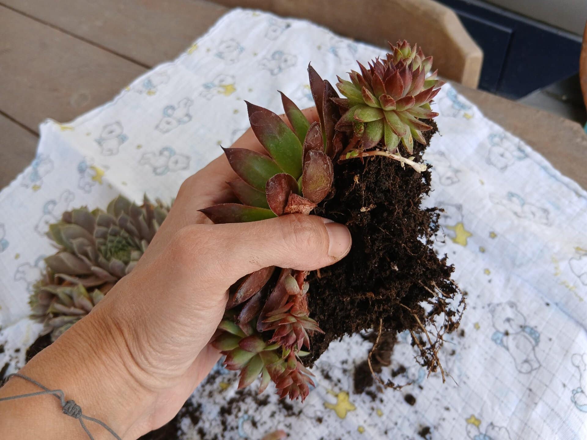 Sempervivum mit frei gelegten Wurzeln