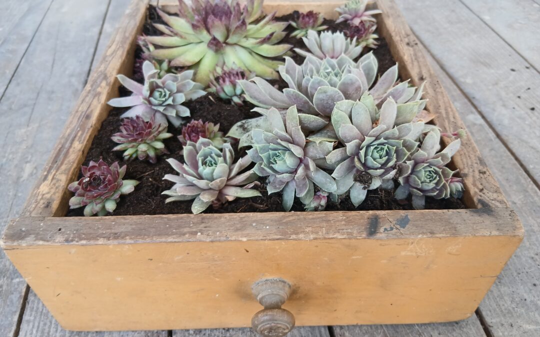 Alte Schublade als Gartendeko