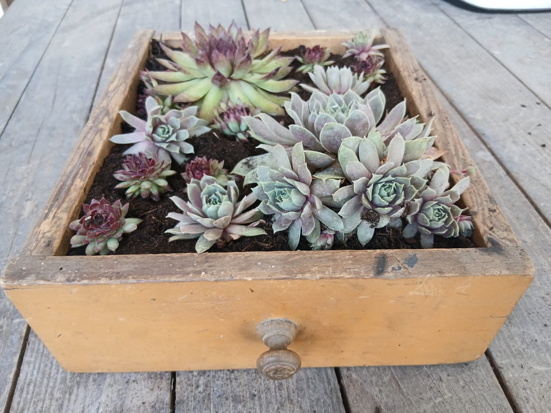Sempervivum in eine Schublade gepflanzt
