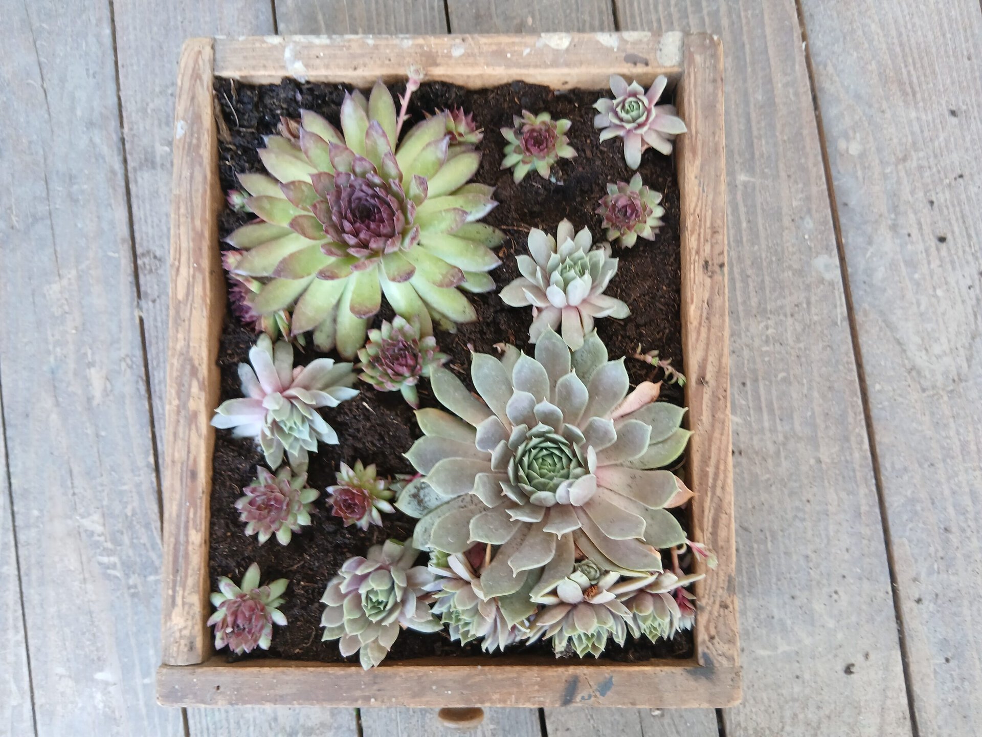 Sempervivum in eine Schublade gepflanzt