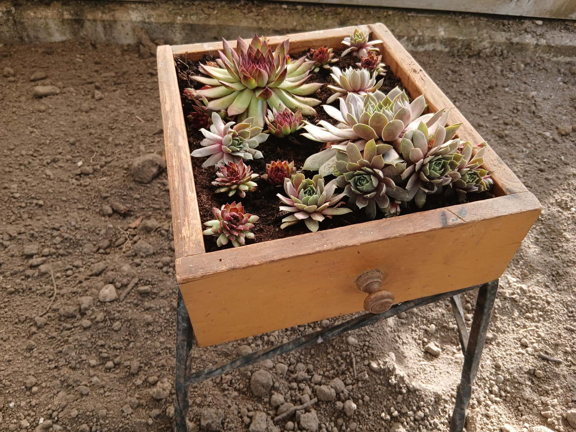 Sempervivum in eine Schublade gepflanzt auf einem Hocker