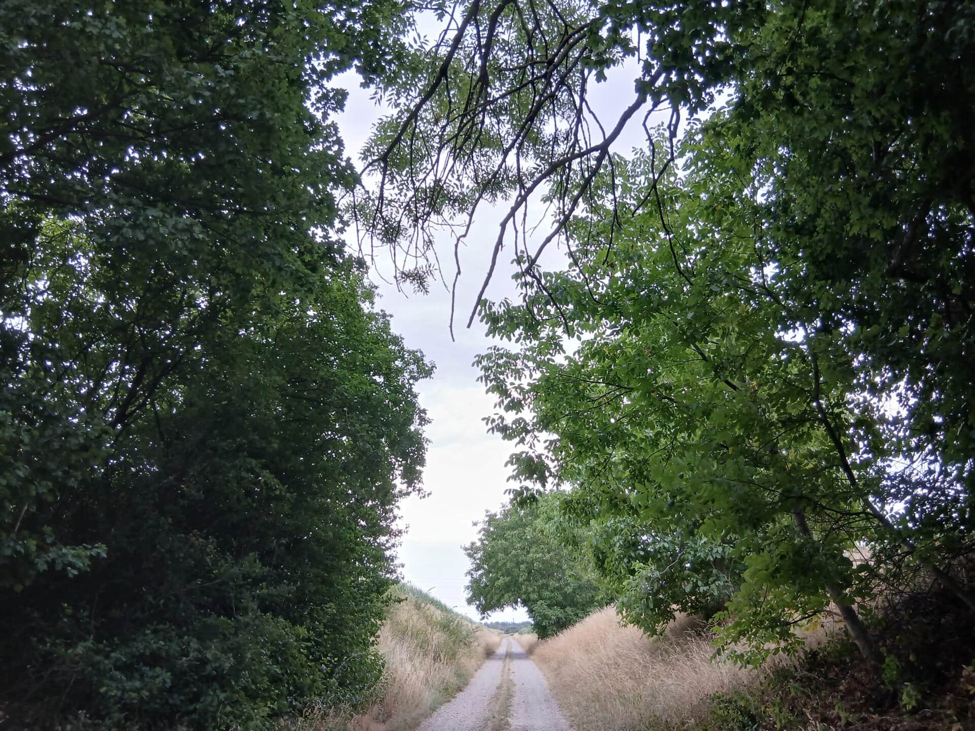 Feldweg unter Bäumen